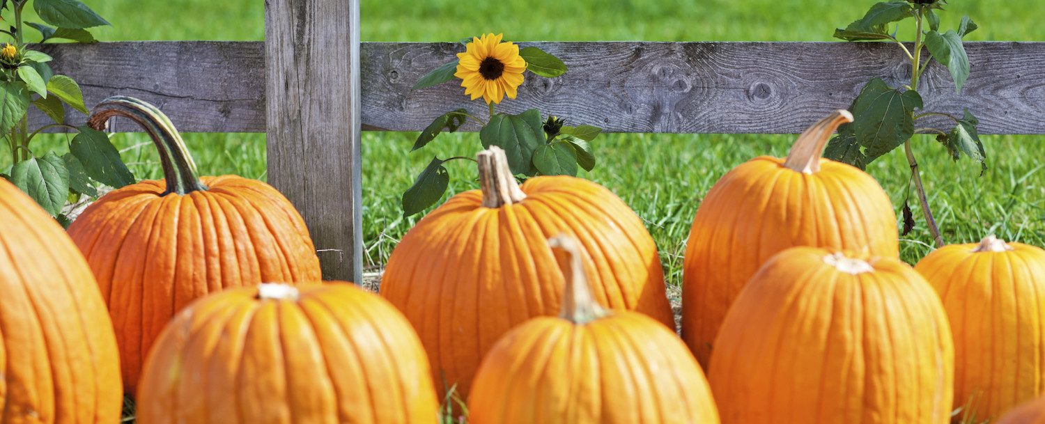 The Great Pumpkin Farm in Clarence NY Archives Asa Ransom House