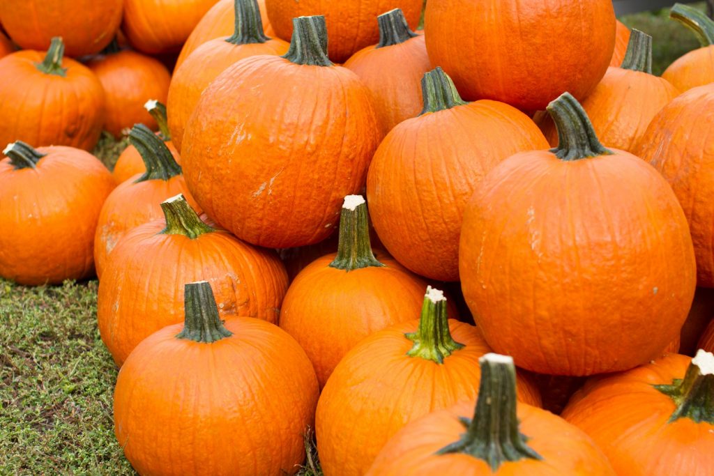 3 Of The Best Fall Festivals In The Buffalo, NY, Area