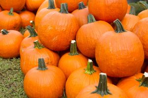 Pumpkins at the Great Pumpkin Farm