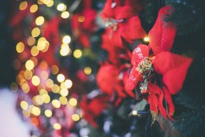 Poinsettias at the Buffalo and Erie County Botanical Gardens